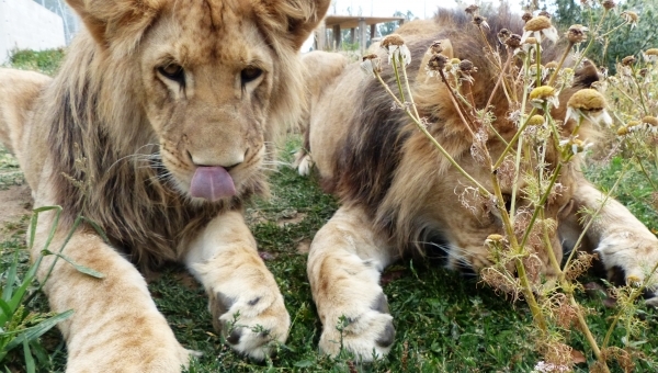 ZOO park Na Hrádečku - Česká Kanada